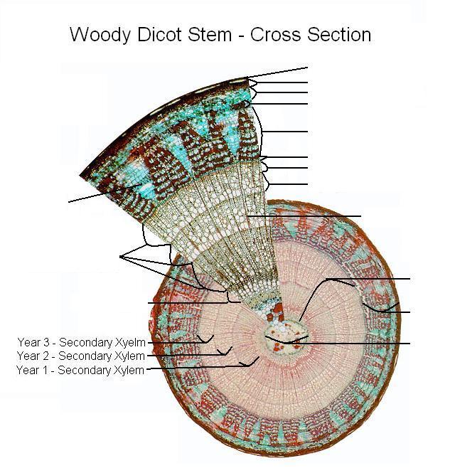woody dicot stem to label.JPG